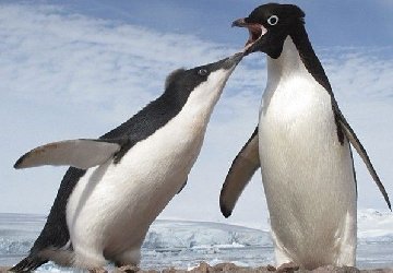 <b>公企鹅发现＂妻子＂出轨 与＂</b>