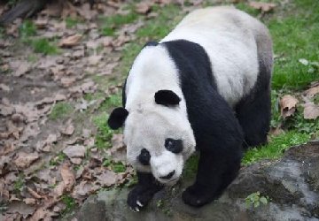 <b>年龄最大雄性大熊猫“盼盼”</b>