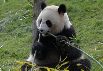 <b>大熊猫暴瘦成皮包骨</b>