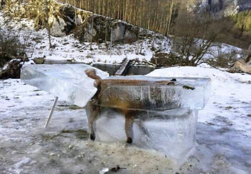 德国一狐狸掉进河里 结果冻成“冰雕”